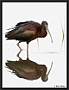 zwarte ibis MG 1728 kopie